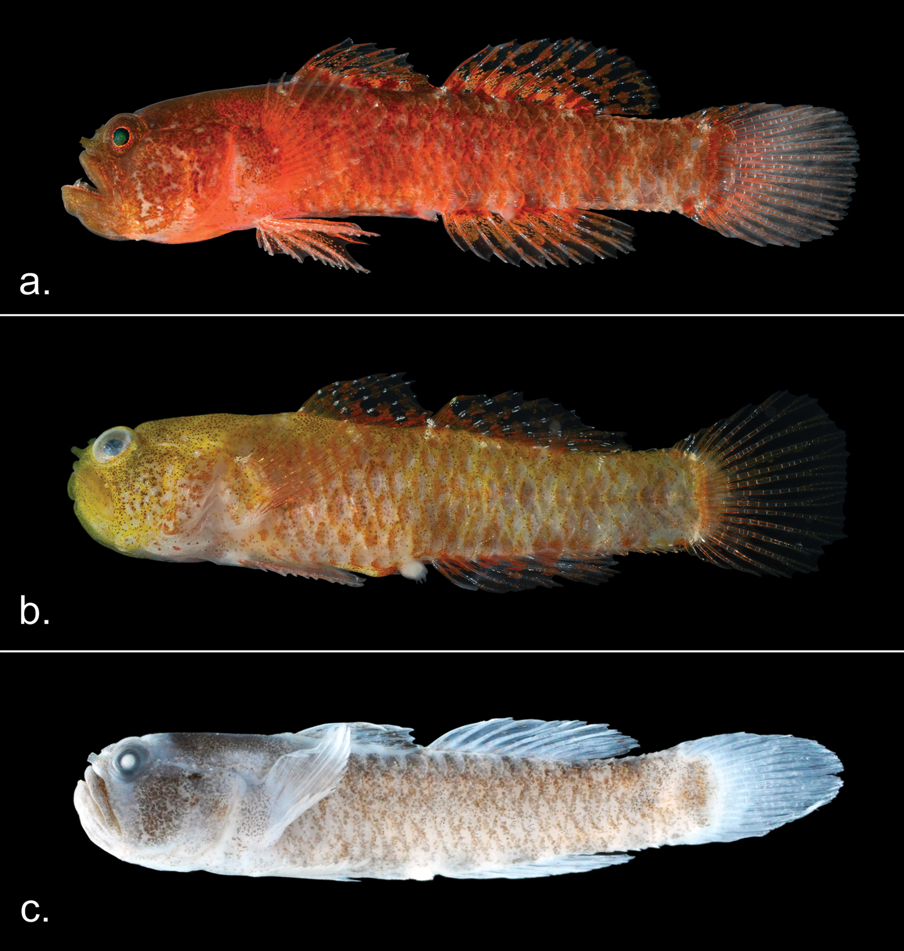 Grumpy Dwarfgoby (Sueviota aethon) |commons:File:Sueviota aethon.jpg