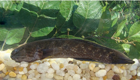 Guavina (Guavina guavina) |commons:File:Guavina guavina.jpg