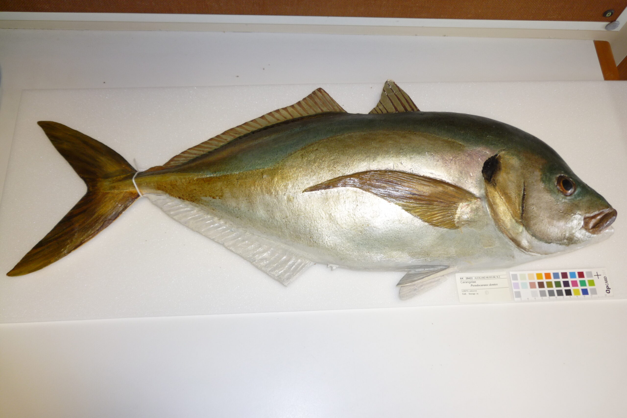 Guelly Jack (Pseudocaranx dentex) |commons:File:Pseudocaranx dentex (Bloch and Schneider, 1801) (AM MA28422-3).jpg