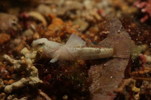 Guillet's Goby (Lebetus guilleti) |commons:File:Lebetus guilleti.jpg