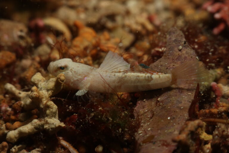 Guillet's Goby (Lebetus guilleti) |commons:File:Lebetus guilleti.jpg