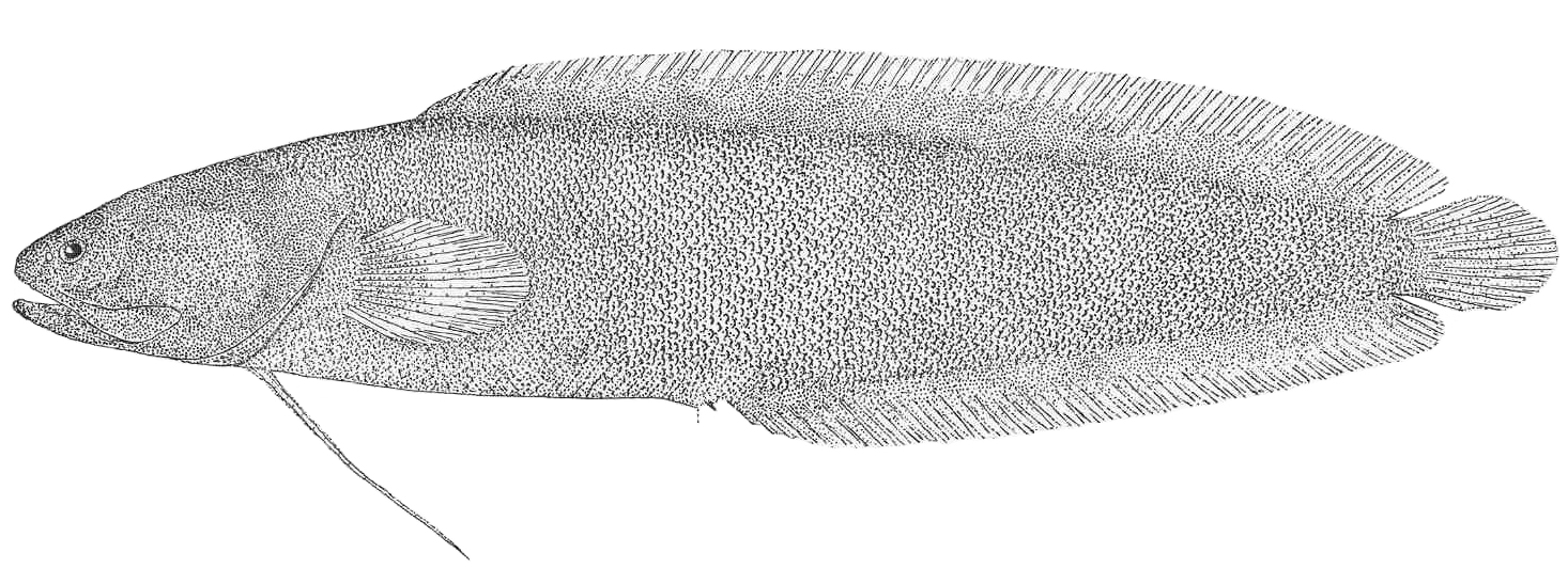 Gulf Brotula (Ogilbia ventralis) |commons:File:Ogilbia ventralis.jpeg
