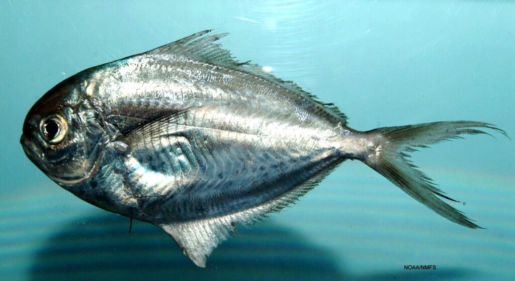 Gulf Butterfish (Peprilus burti) |commons:File:Peprilus burti.jpg
