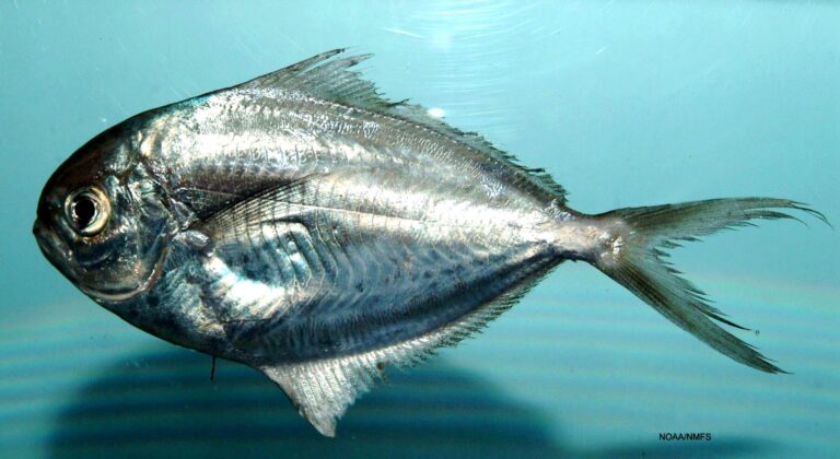 Gulf Butterfish (Peprilus burti) |commons:File:Peprilus burti.jpg
