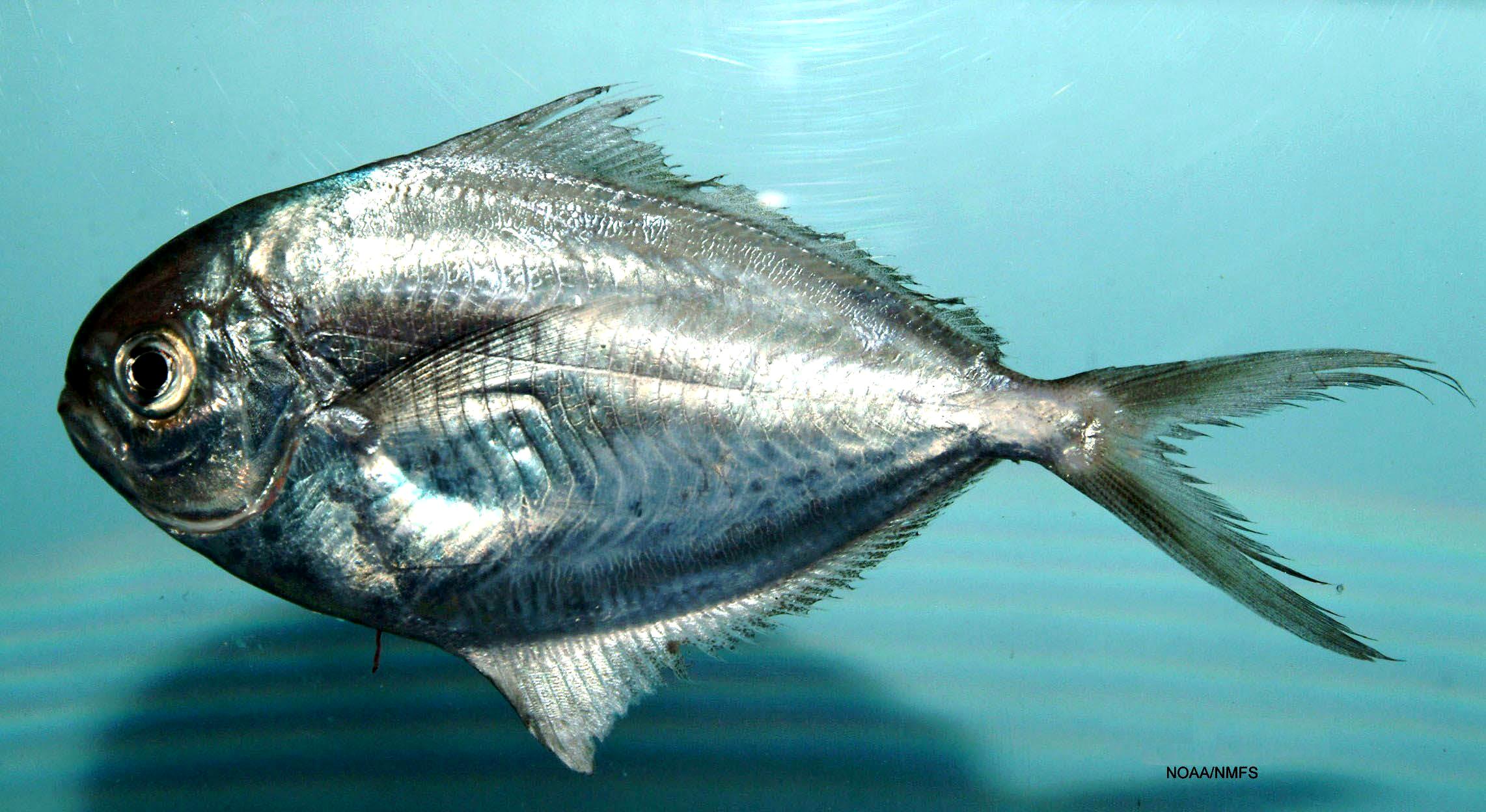 Gulf Butterfish (Peprilus burti) |commons:File:Peprilus burti.jpg