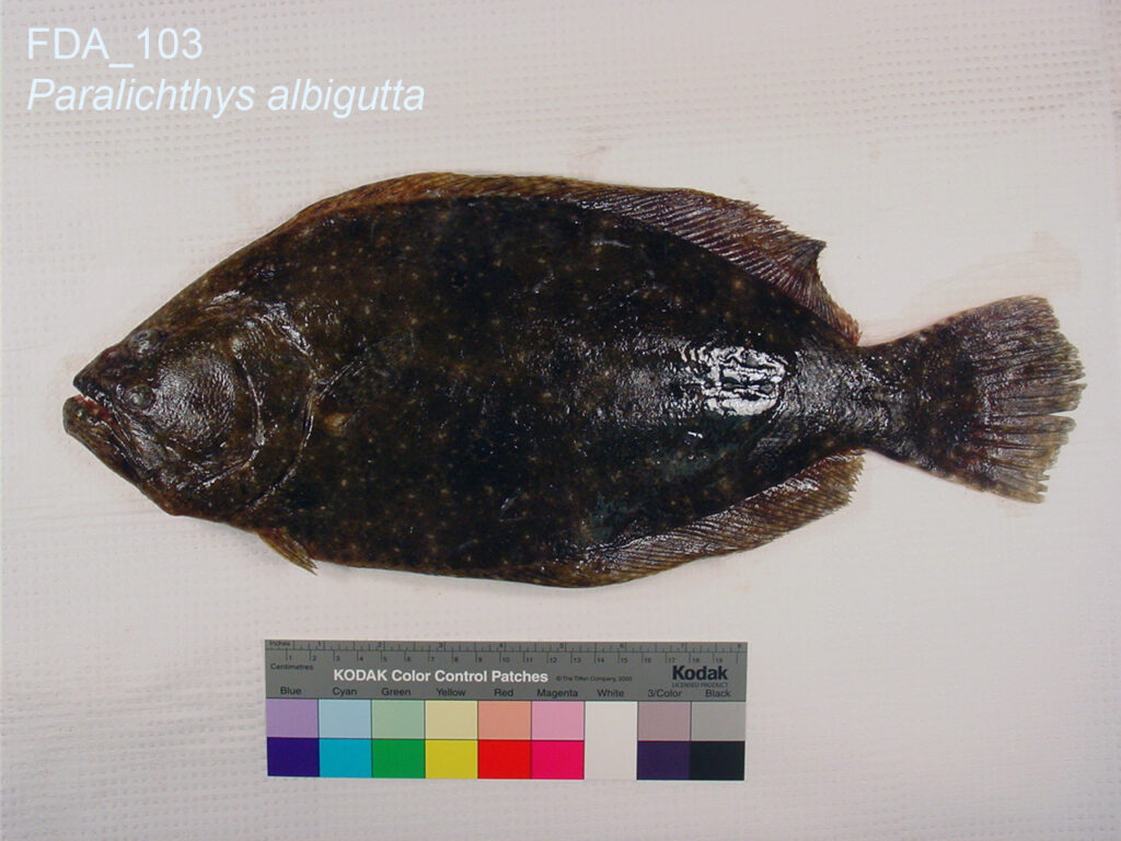 Gulf Flounder (Paralichthys albigutta) |commons:File:Paralichthys albigutta (FDA 103).jpg