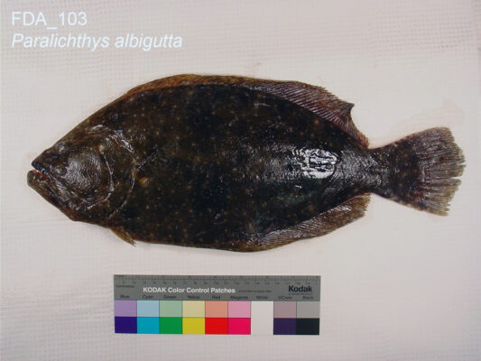 Gulf Flounder (Paralichthys albigutta) |commons:File:Paralichthys albigutta (FDA 103).jpg
