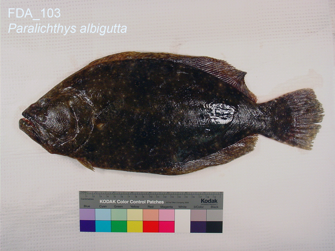 Gulf Flounder (Paralichthys albigutta) |commons:File:Paralichthys albigutta (FDA 103).jpg