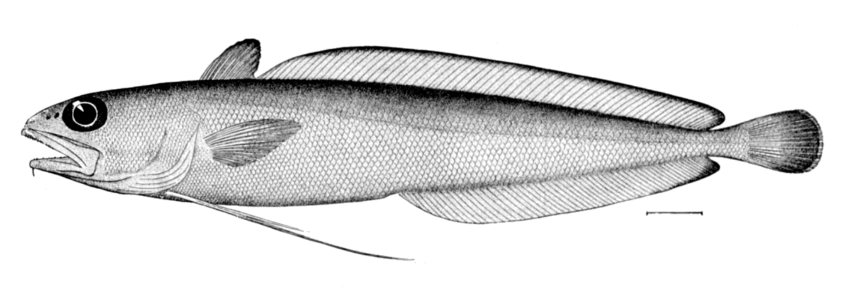 Gulf Hake (Urophycis cirrata) |commons:File:Urophycis cirrata.jpg