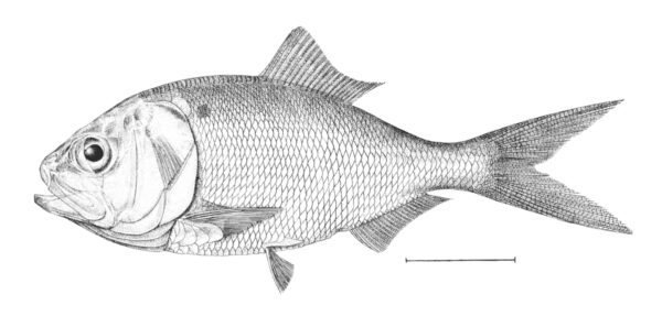 Gulf Menhaden (Brevoortia patronus) |commons:File:Brevoortia patronus.jpg