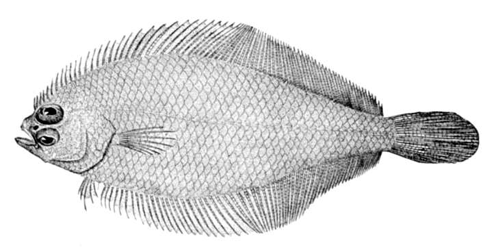 Gulf Stream Flounder (Citharichthys arctifrons) |commons:File:Citharichthys arctifrons.jpg