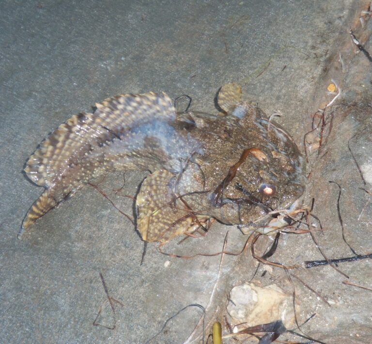 Gulf Toadfish (Opsanus beta) |commons:File:Gulf toadfish aka Opsanus beta.jpg