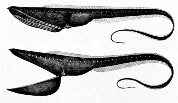 Gulper Eel (Eurypharynx pelecanoides) |commons:File:Eurypharynx pelecanoides.jpg
