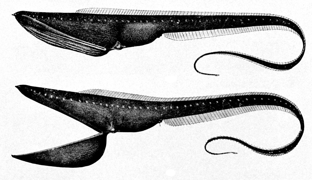 Gulper Eel (Eurypharynx pelecanoides) |commons:File:Eurypharynx pelecanoides.jpg