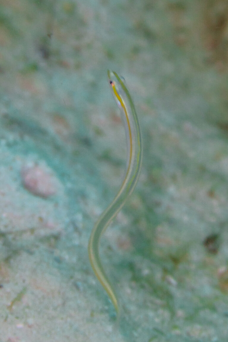 Gunnellichthys curiosus (Gunnellichthys curiosus) |commons:File:Lábrido (Gunnellichthys curiosus), Mahé, Seychelles, 2025-09-10, DD 163.jpg