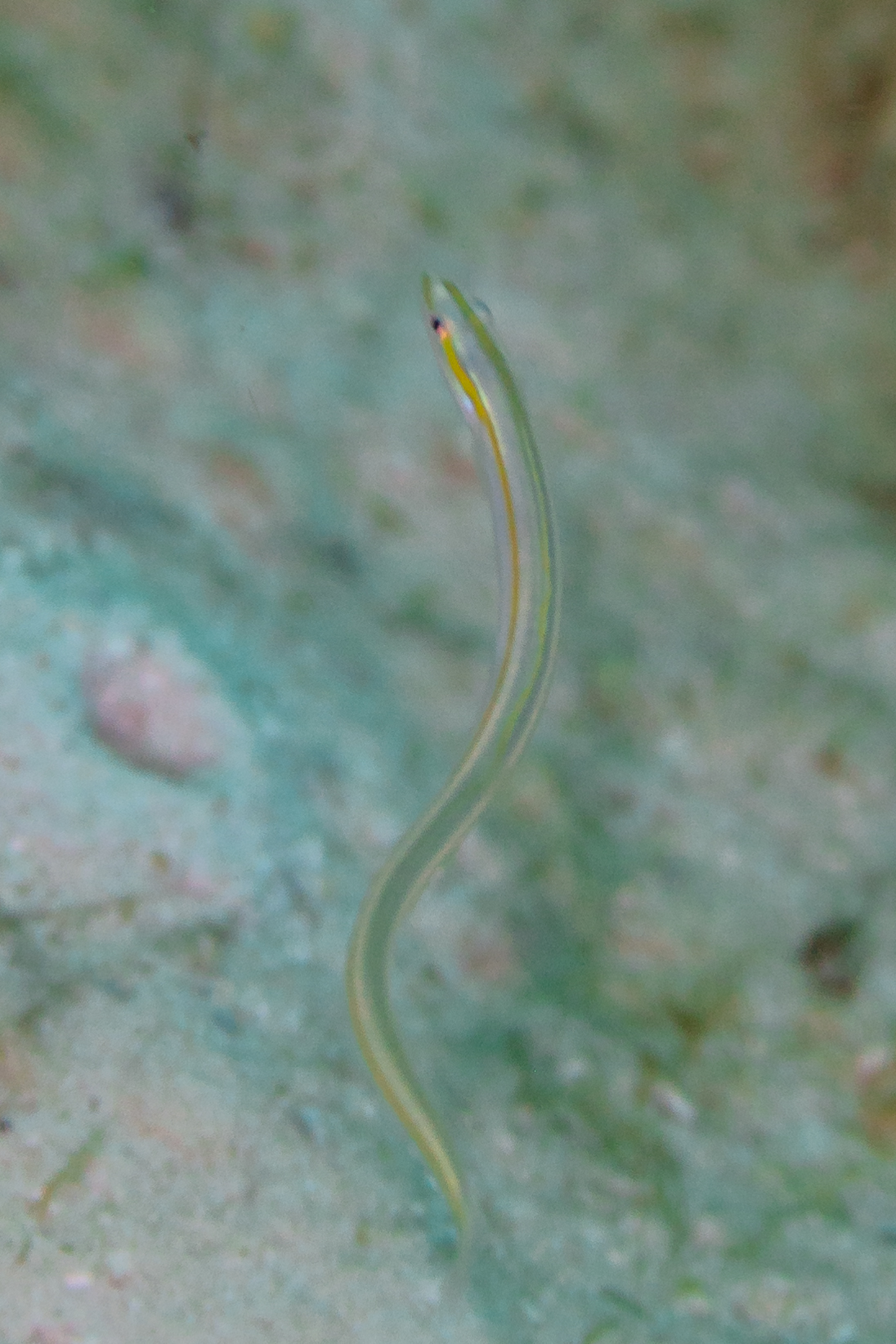 Gunnellichthys curiosus (Gunnellichthys curiosus) |commons:File:Lábrido (Gunnellichthys curiosus), Mahé, Seychelles, 2025-09-10, DD 163.jpg