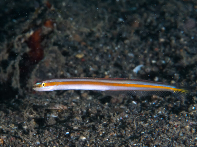 Gunnellichthys irideus (Gunnellichthys irideus) |commons:File:Yellowstripe wormfish (Gunnellichthys viridescens) (40968892482).jpg