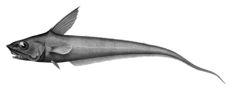 Gunther's grenadier (Coryphaenoides guentheri) |commons:File:Coryphaenoides guentheri.jpg
