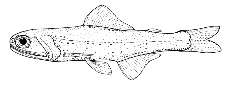 Gymnoscopelus piabilis (Gymnoscopelus piabilis) |commons:File:Gymnoscopelus piabilis (no common name).gif