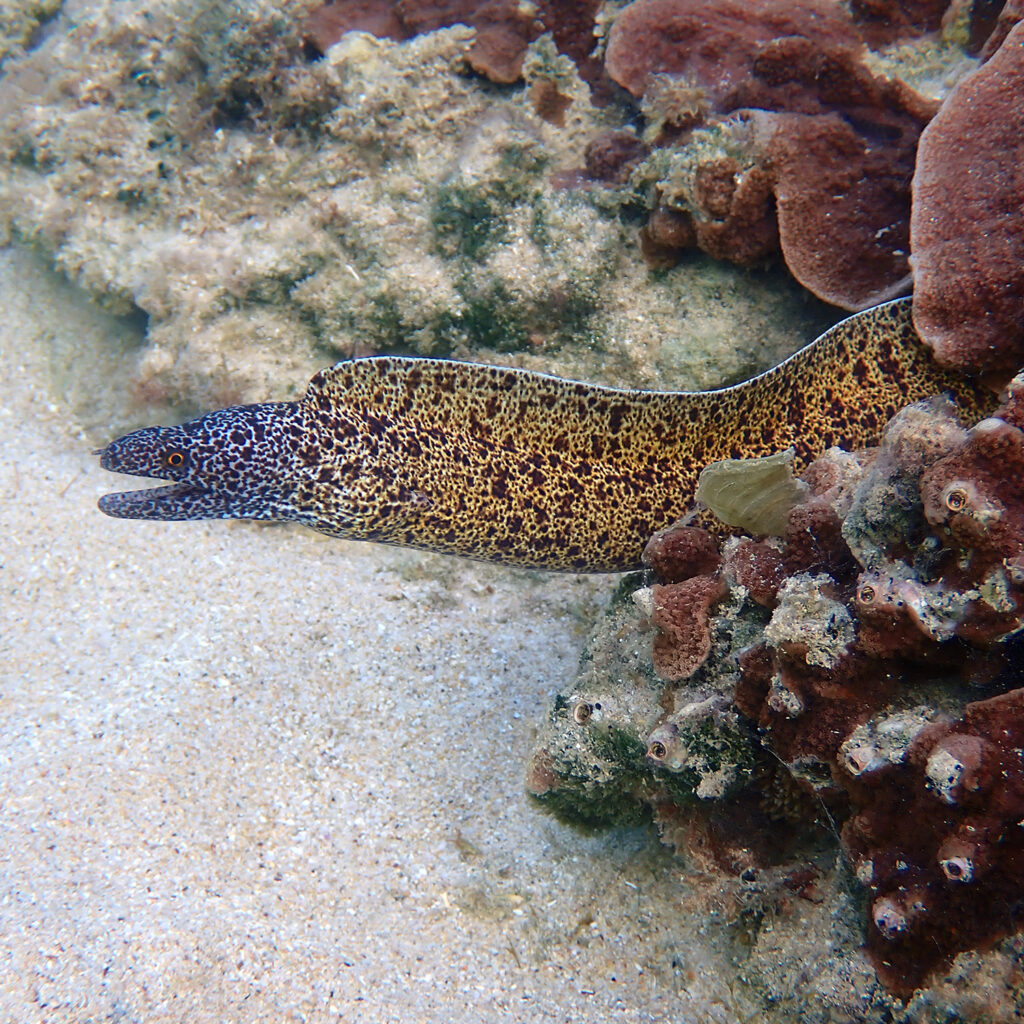 Gymnothorax annasona (Gymnothorax annasona) |commons:File:Gymnothorax annasona, Emily Bay, Kingston 2899, Norfolk Island imported from iNaturalist photo 509496420.jpg