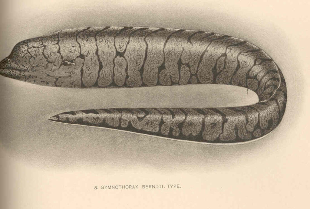 Gymnothorax berndti (Gymnothorax berndti) |commons:File:FMIB 41076 Gymnothorax berndti Type.jpeg