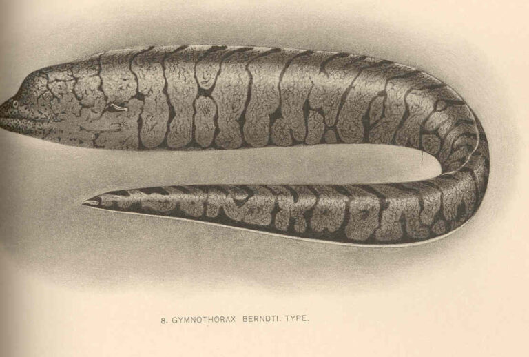Gymnothorax berndti (Gymnothorax berndti) |commons:File:FMIB 41076 Gymnothorax berndti Type.jpeg