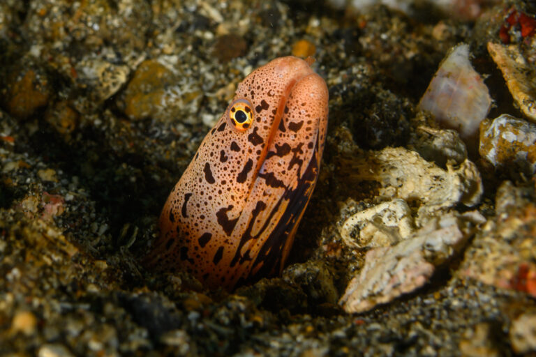Gymnothorax chlamydatus (Gymnothorax chlamydatus) |commons:File:2019 Gymnothorax chlamydatus - by 2eight - ZSC8416.jpg