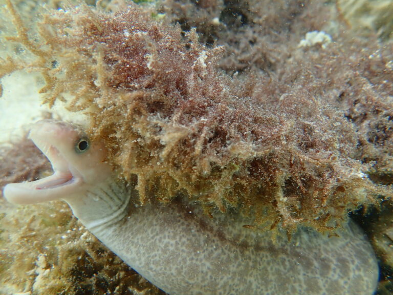 Gymnothorax cribroris (Gymnothorax cribroris) |commons:File:Gymnothorax cribroris.jpg