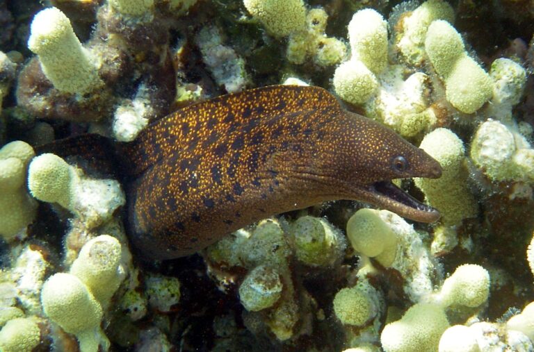 Gymnothorax eurostus (Gymnothorax eurostus) |commons:File:Gymnothorax eurostus.jpg