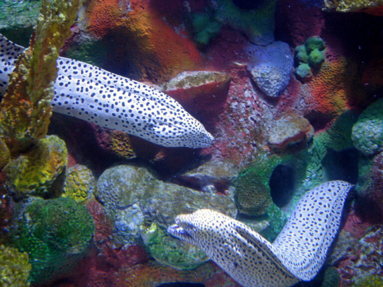 Gymnothorax isingteena (Gymnothorax isingteena) |commons:File:Gymnothorax isingteena.jpg
