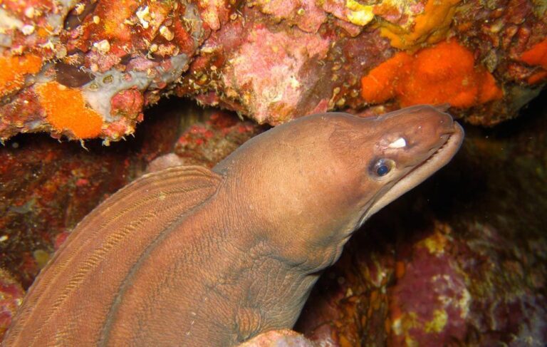 Gymnothorax moluccensis (Gymnothorax moluccensis) |commons:File:Gymnothorax moluccensis.jpg