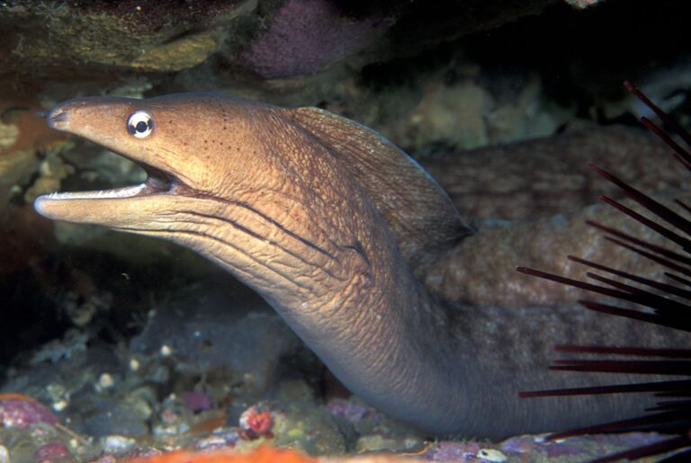 Gymnothorax nubilus (Gymnothorax nubilus) |commons:File:Gymnothorax nubilus (Grey moray).jpg
