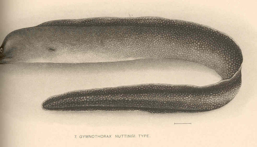 Gymnothorax nuttingi (Gymnothorax nuttingi) |commons:File:FMIB 41075 Gymnothorax nuttingi Type.jpeg