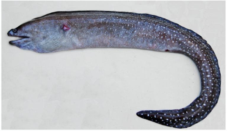 Gymnothorax phalarus (Gymnothorax phalarus) |commons:File:Gymnothorax phalarus;.png