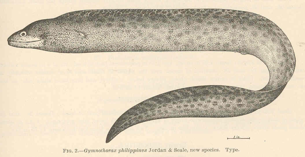 Gymnothorax philippinus (Gymnothorax philippinus) |commons:File:FMIB 39201 Gymnothorax philippinus Jordan & Scale New species.jpeg