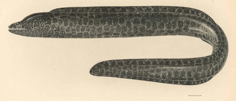 Gymnothorax pictus (Gymnothorax pictus) |commons:File:FMIB 42394 Gymnothorax pictus (Ahl).jpeg