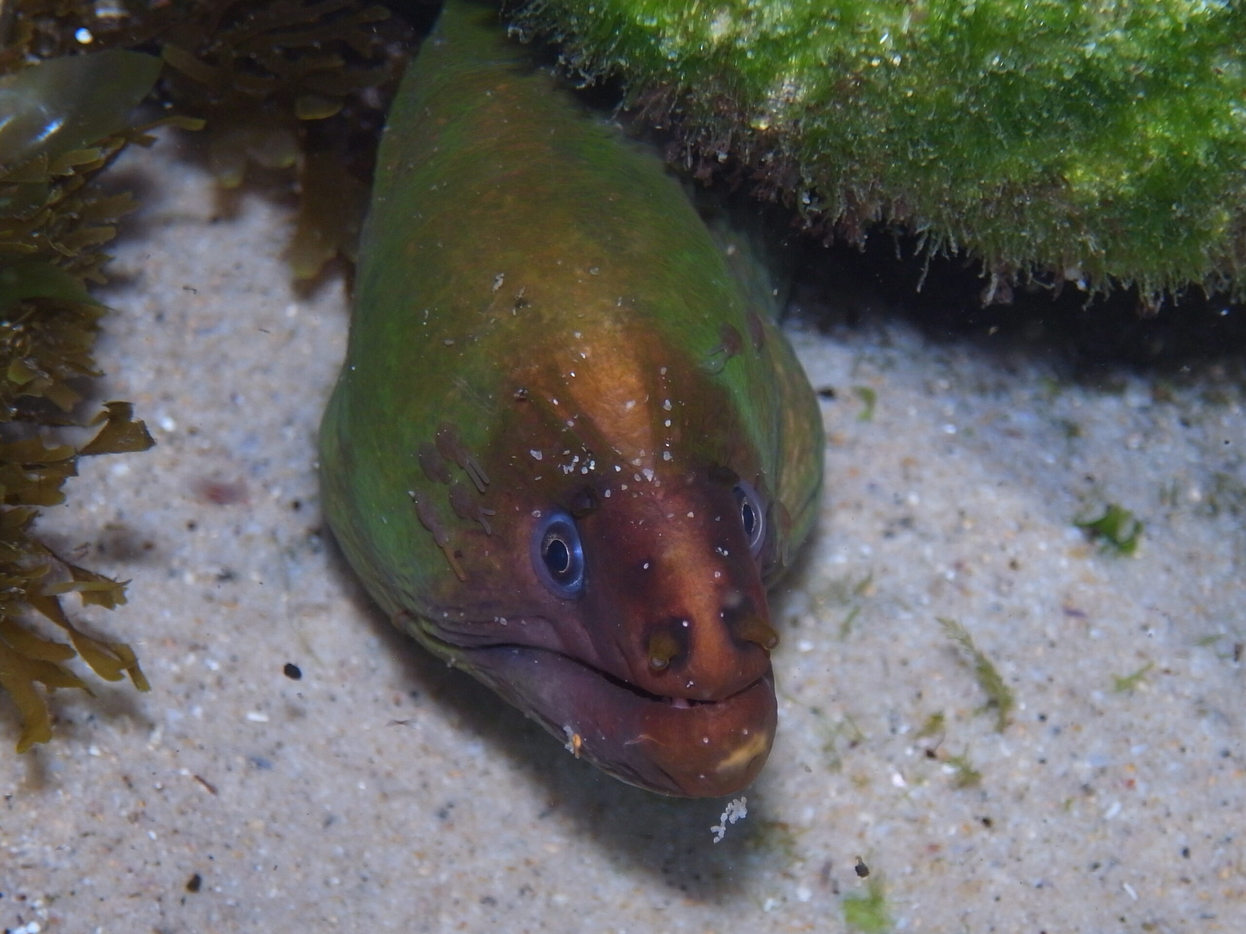 Gymnothorax prasinus (Gymnothorax prasinus) |commons:File:Green Mooray Eel-Gymnothorax prasinus with cephalopod parasites (copepod) (16771623016).jpg
