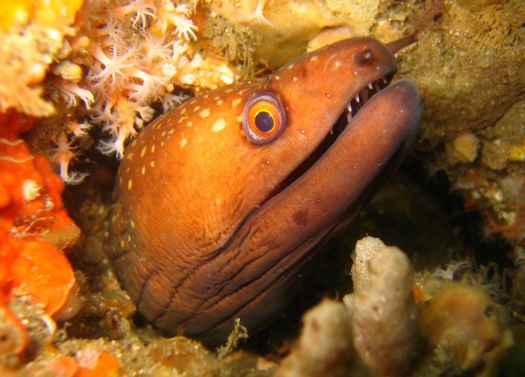 Gymnothorax prionodon (Gymnothorax prionodon) |commons:File:Gymnothorax prionodon.jpg
