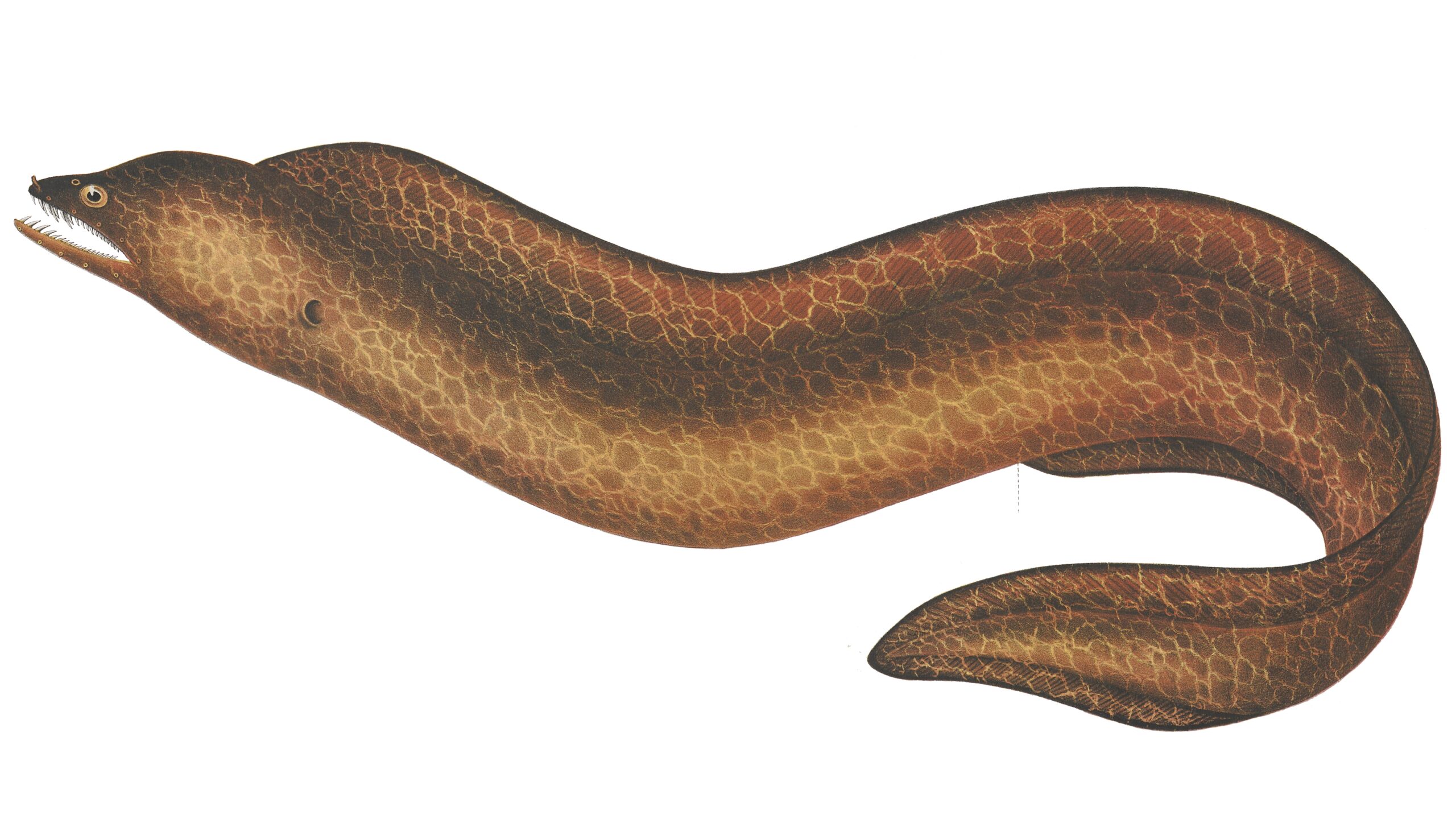 Gymnothorax pseudothyrsoideus (Gymnothorax pseudothyrsoideus) |commons:File:Gymnothorax pseudothyrsoideus.jpg