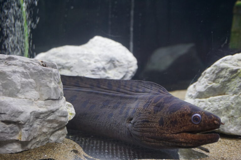 Gymnothorax reevesii (Gymnothorax reevesii) |commons:File:Gymnothorax reevesii Uotto.jpg