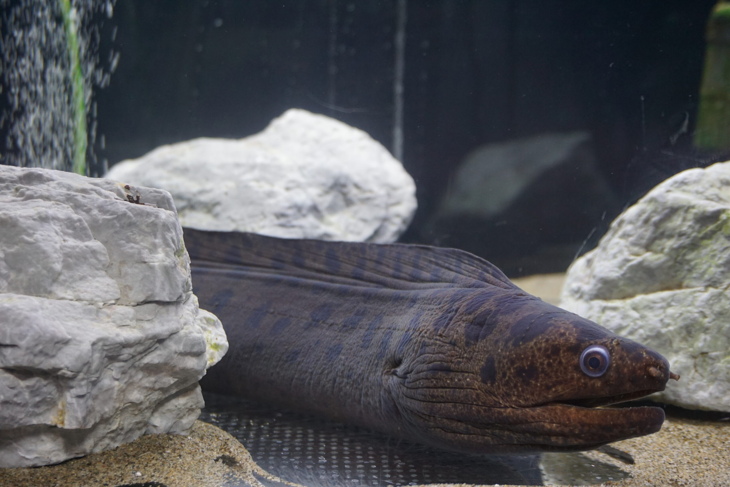 Gymnothorax reevesii (Gymnothorax reevesii) |commons:File:Gymnothorax reevesii Uotto.jpg