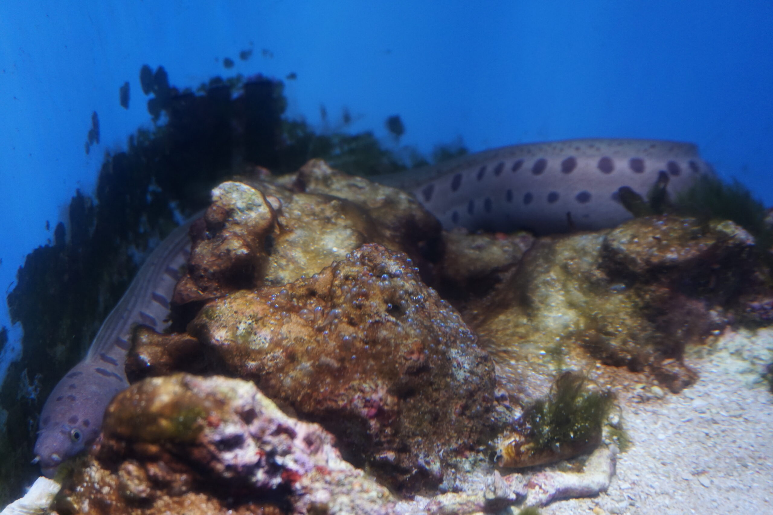 Gymnothorax shaoi (Gymnothorax shaoi) |commons:File:Gymnothorax shaoi Churaumi.jpg