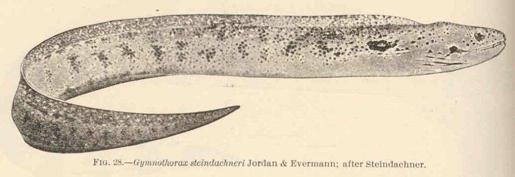 Gymnothorax steindachneri (Gymnothorax steindachneri) |commons:File:FMIB 42392 Gymnothorax steindachneri Jordan & Evermann; after Steindachner.jpeg