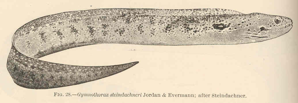 Gymnothorax steindachneri (Gymnothorax steindachneri) |commons:File:FMIB 42392 Gymnothorax steindachneri Jordan & Evermann; after Steindachner.jpeg
