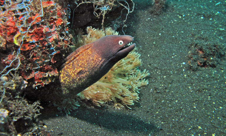 Gymnothorax thyrsoideus (Gymnothorax thyrsoideus) |commons:File:Gymnothorax thyrsoideus 158598531.jpg
