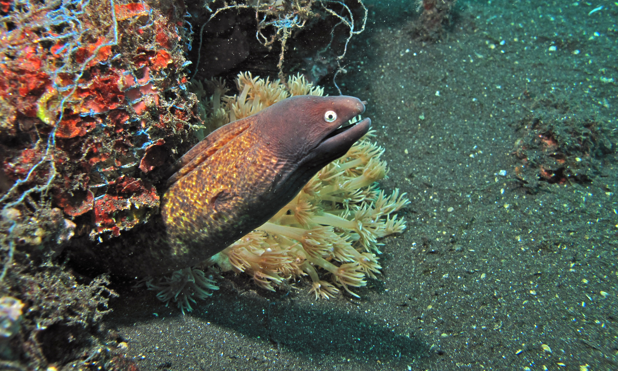 Gymnothorax thyrsoideus (Gymnothorax thyrsoideus) |commons:File:Gymnothorax thyrsoideus 158598531.jpg
