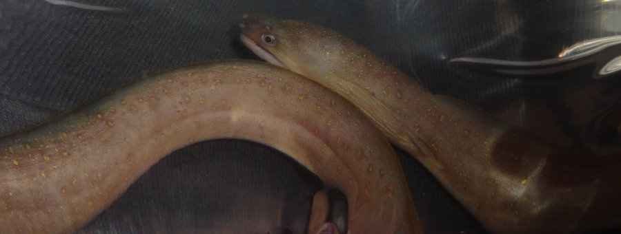 Gymnothorax tile (Gymnothorax tile) |commons:File:Gymnothorax tile.jpg