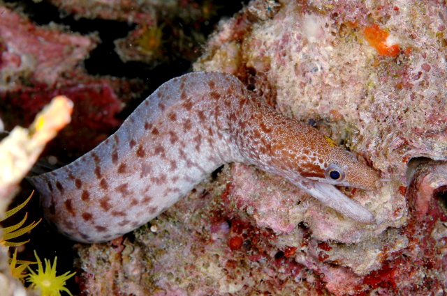 Gymnothorax zonipectis (Gymnothorax zonipectis) |commons:File:Gymnothorax zonipectis.jpg