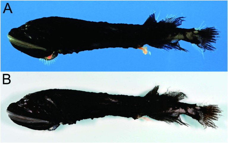 Gyrinomimus bruuni (Gyrinomimus bruuni) |commons:File:Gyrinomimus bruuni (10.12782-specdiv.29.269) Figure 4.png