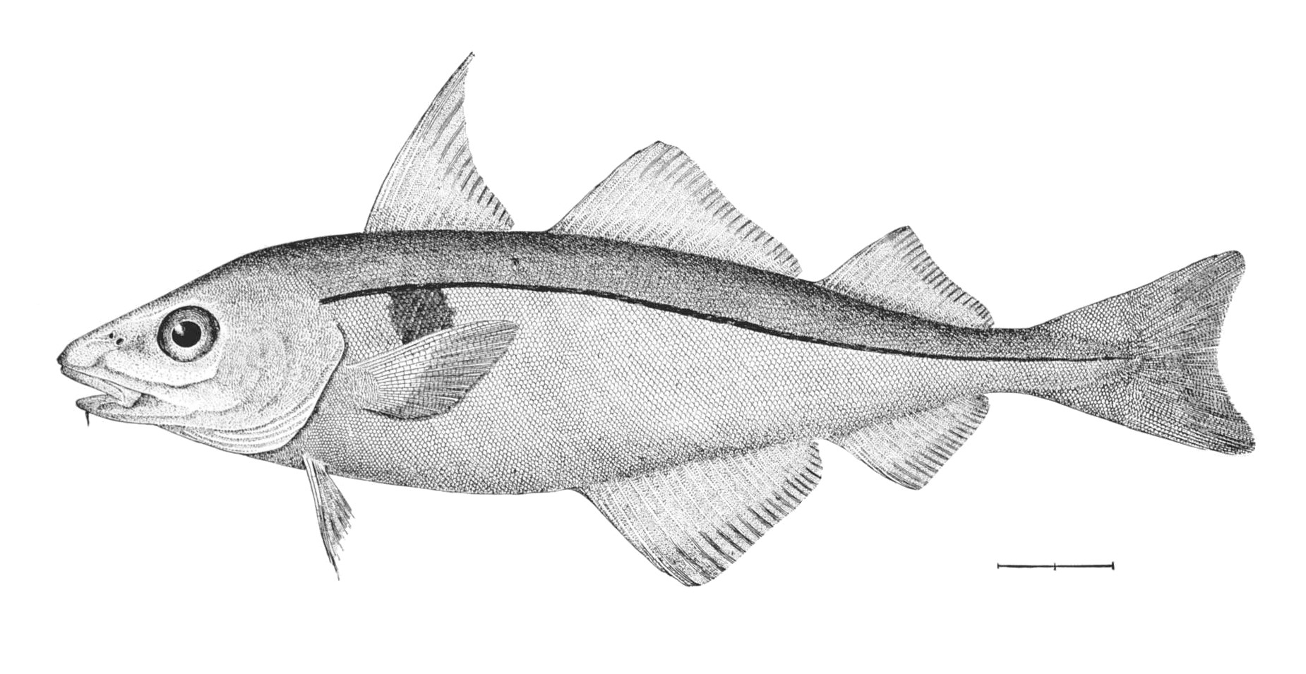 Haddock (Melanogrammus aeglefinus) |commons:File:Melanogrammus aeglefinus.jpg